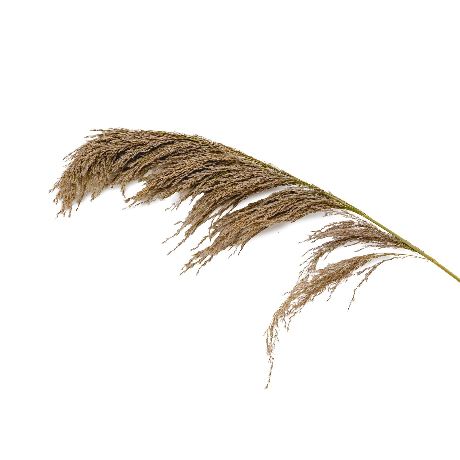 Pampas Grass - Natural 51&quot; 1pc