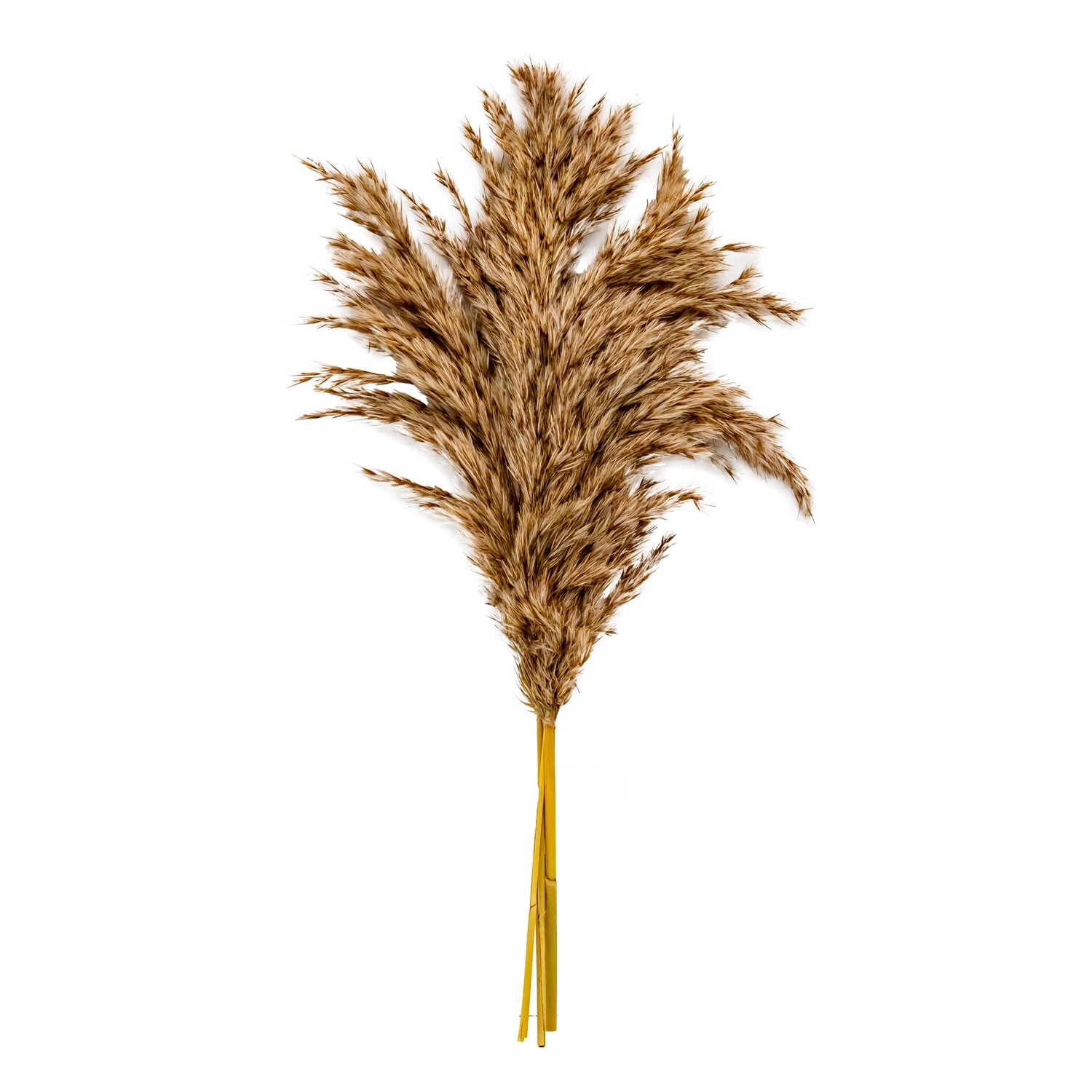 Pampas Grass - Reed Grass 3pcs