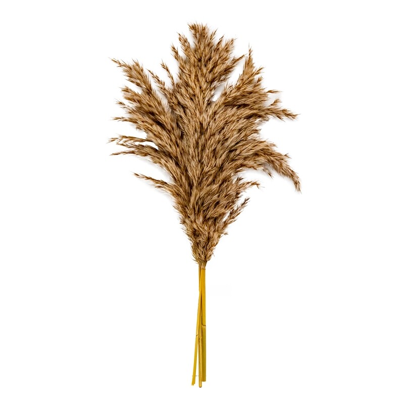 Pampas Grass - Reed Grass 3pcs