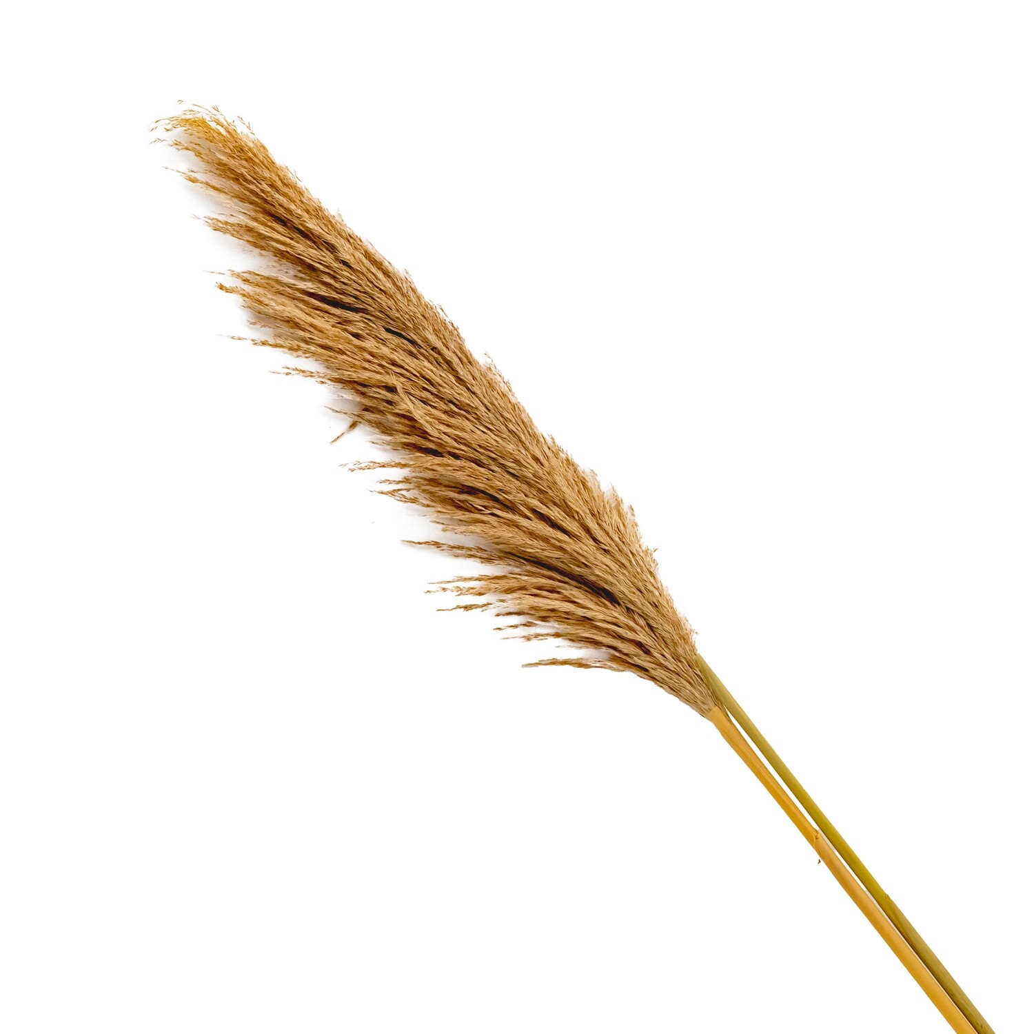 Pampas Grass - Gray 47&quot; 2pcs