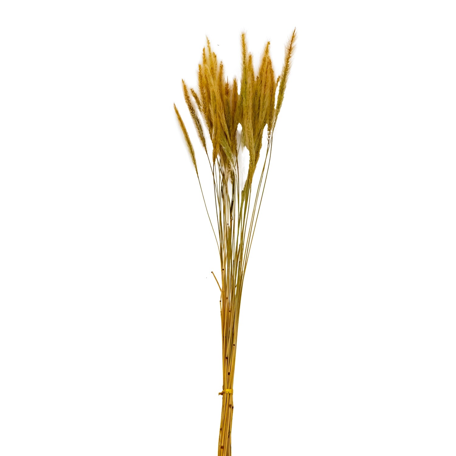 Pampas Grass - Foxtail 30 pcs