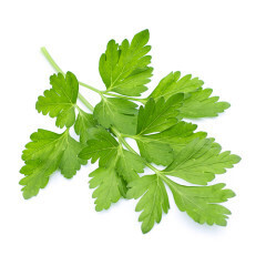 Cilantro (Coriander) ORGANIC 4.5"