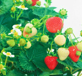 Strawberry &#39;Delizz Everberry&#39; - 4.5&quot;