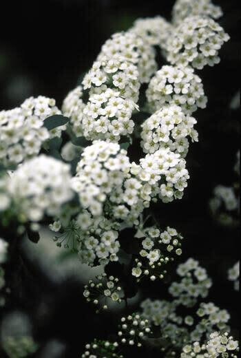 Spirea &#39;Bridal Wreath&#39; 2 gal
