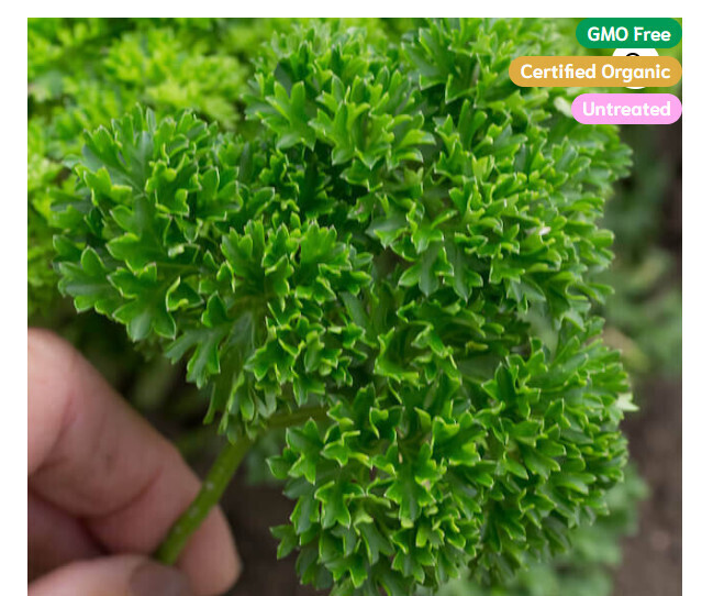 Seed Tape ORGANIC - Parsley Moss Curled