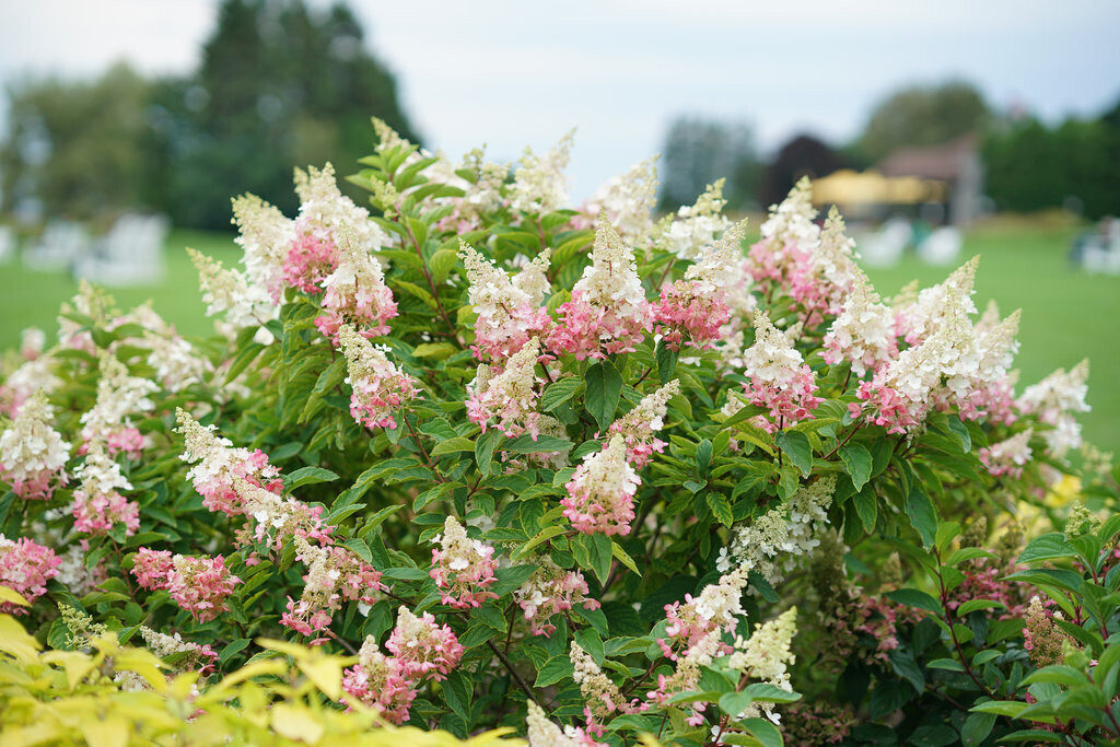 Hydrangea Standard 'Pinky Winky' 7 gal