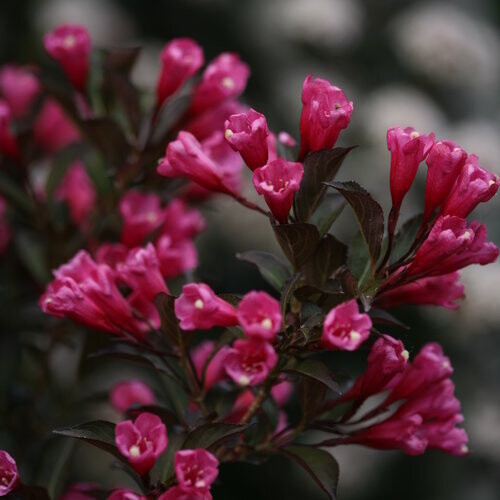 Weigela &#39;Wine &amp; Roses&#39; 2 gal PW