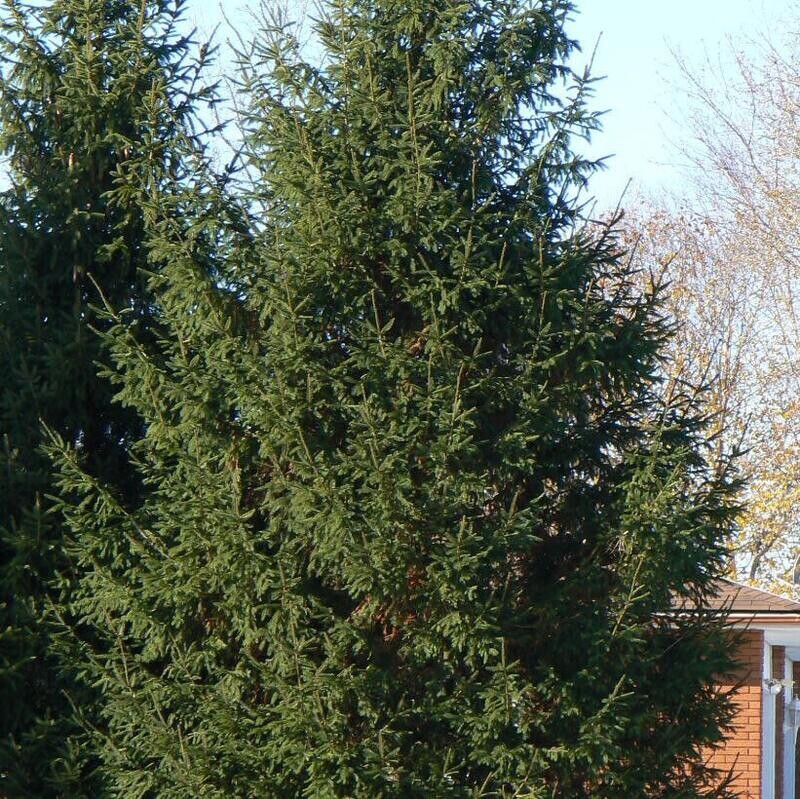 Norway Spruce 5-6&#39; B&amp;B