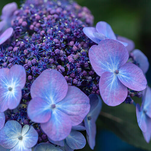 Hydrangea &#39;Endless Summer Pop Star&#39; 3 gal