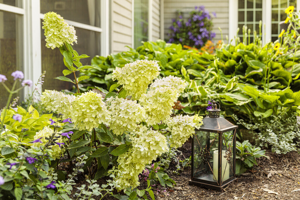 Hydrangea 'Little Lime' 2 gal PW