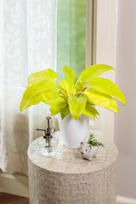 Tropical House Plant Philodendron PW - &#39;Lemon Lime&#39;-17cm