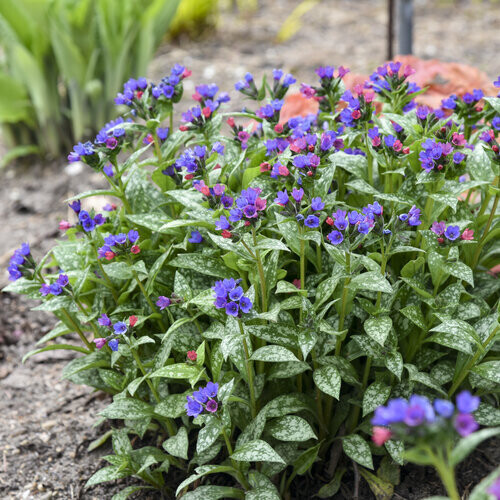 Lungwort Pulmonaria &#39;Spot On&#39; 1 gal PW