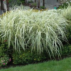 Maiden Grass - miscanthus &#39;Variegatus&#39; 5 gal