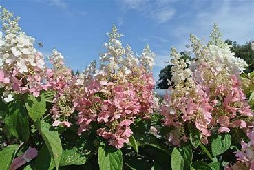 Hydrangea &#39;Pinky Winky&#39; 3 gal