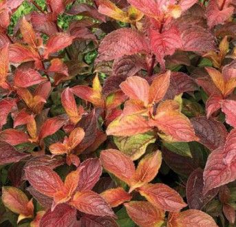 Weigela Dwarf &#39;Midnight Sun&#39; 2 gal