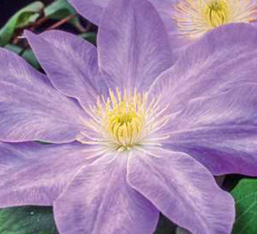 Clematis Combo 'Acropolis & Diana's Delight' - 2 gal