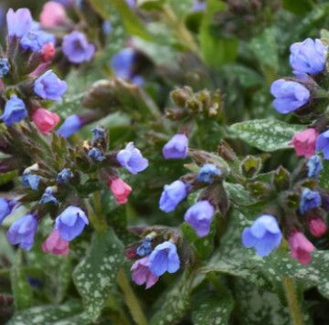 Lungwort 'Pink-a-Blue' 1 gal PW