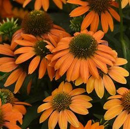 Cone Flower 'Echinacea Soft Orange' 1 gal