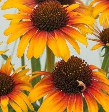 Cone Flower &#39;Echinacea Parrot&#39; 1 gal