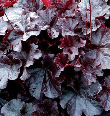 Coral Bells 'Heuchera Northern Exposure Black' 1 gal