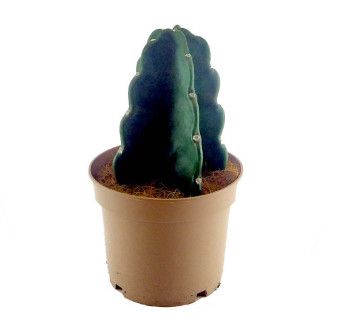 Cereus Jamacaru &#39;Cuddly Cactus&#39; - 8-9&quot;