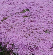 Creeping Thyme &#39;Purple Carpet&#39; 4&quot;