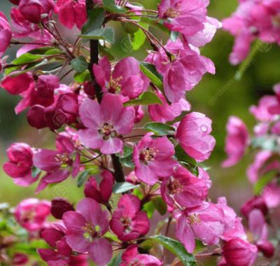 Crabapple &#39;Indian Magic&#39; 5-6&#39; potted