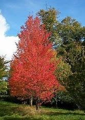 Maple (Native Red) 6-7 &#39; Potted
