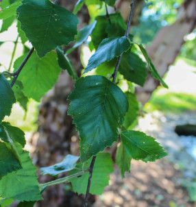Birch Heritage 5&#39; Potted