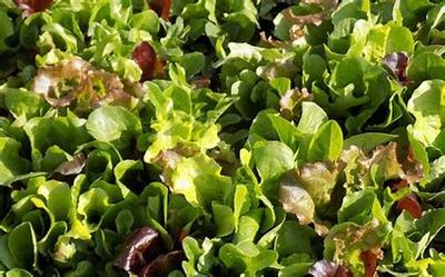 Lettuce Mesclun Baby Leaf- 4 cell pack