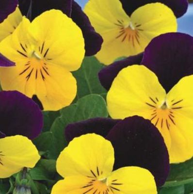 Viola Penny &#39;Yellow Jump Up&#39; - 3 cell packs