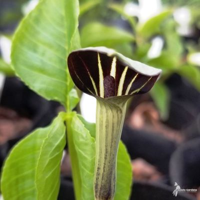 Arisaema - 'Jack-In-The-Pulpit' 4"