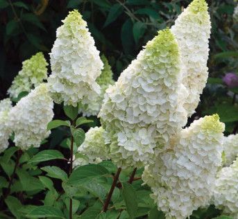 Hydrangea &#39;Lavalamp Moonrock&#39; 3 gal BE