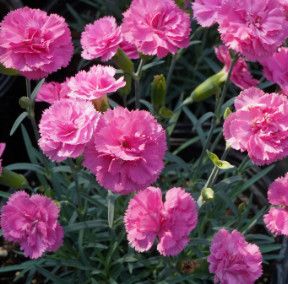 Dianthus &#39;Double Bubble&#39; 1 gal