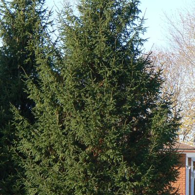 Norway Spruce 3' Potted
