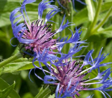 Cornflower&#39; Montana Blue&#39; - 4&quot;