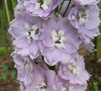 Delphinium &#39;Cherry Blossom&#39; 4&quot;