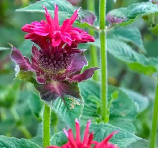 Beebalm &#39;Monarda Fireball&#39; 4&quot;
