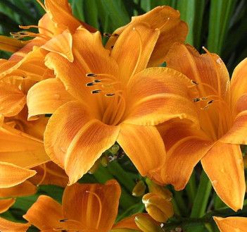 Daylily - Hemerocallis &#39;Rocket City&#39; - 1 Gal