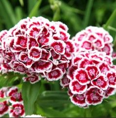 Dianthus  &#39; Dwarf Sweet William&#39; - 4&quot;