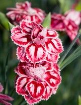 Dianthus &#39;Starburst&#39; 4&quot;