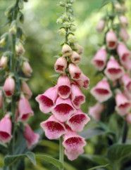 Foxglove &#39;Digitalis Mertonensis&#39;  - 4&quot;