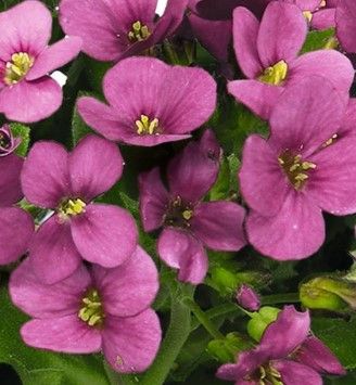 Rock Cress &#39;Arabis  Catwalk Pink&#39; - 4&quot;