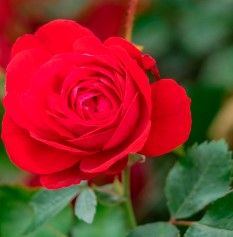 Rose &#39;Canadian Glory&#39; 2 gal (Red)