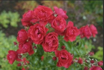 Rose &#39;Parkwood Scarlet&#39; 2 gal (Red)