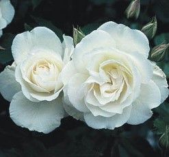 Rose &#39;Iceberg&#39; 2 gal