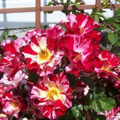 Climbing Rose 'Fourth of July' 2 gal (Multi-colour)