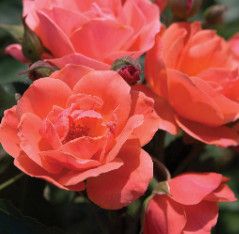 Rose 'Carefree Celebration' 2 gal (Orange)