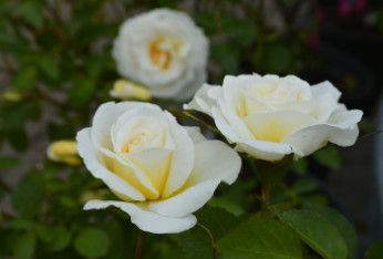 Rose 'J.P. Connell Explorer' 2 gal (Yellow)