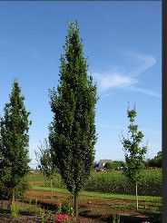 Oak 'Skinny Genes' 7' 10 gal Potted